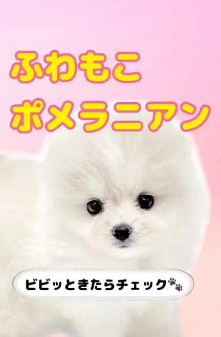 ポメラニアン