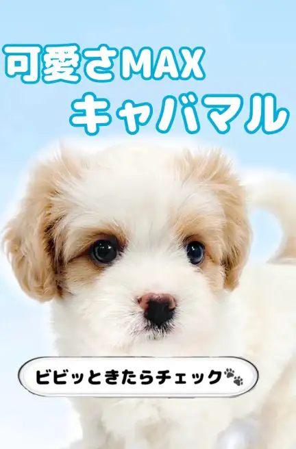 キャバマル