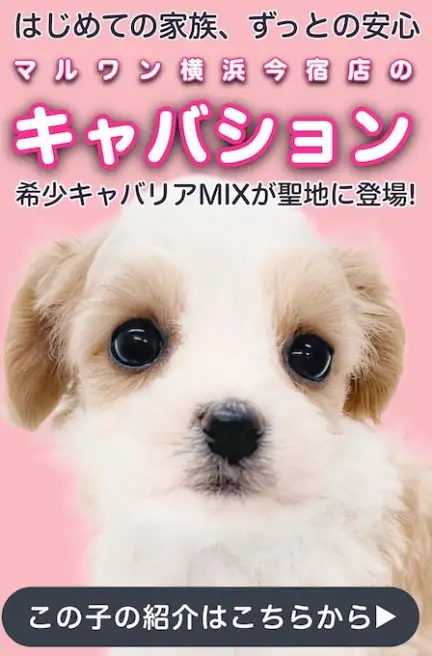 キャバションスライド