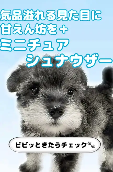 カニンヘンダックスフント