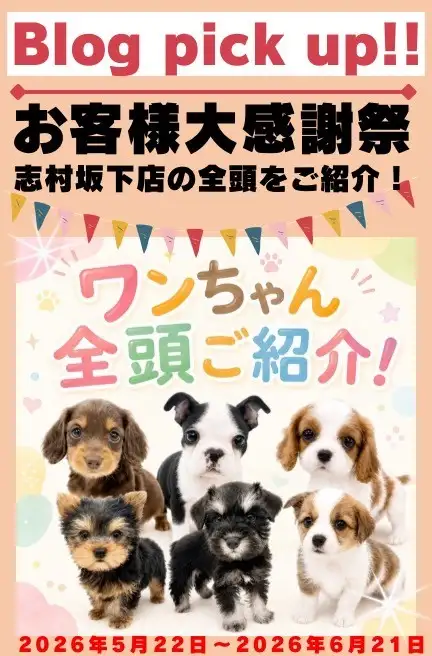 感謝祭犬