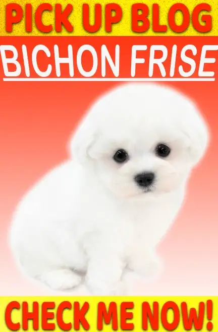 ビション