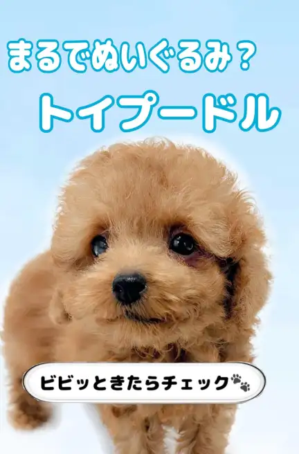 トイプードル