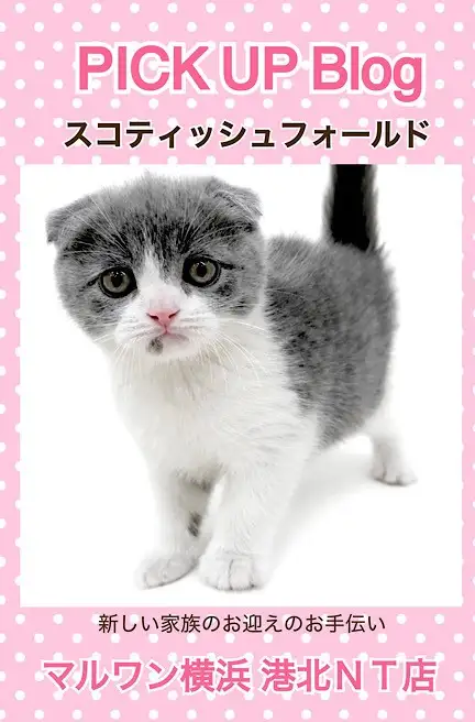 スコティッシュ