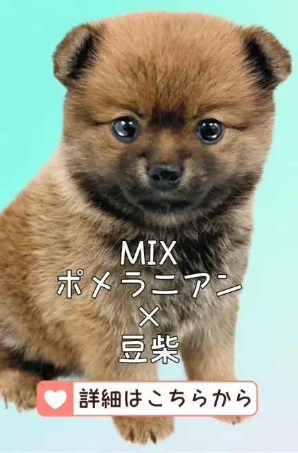 鶴見店-MIX（ポメラニアン☓豆柴）
