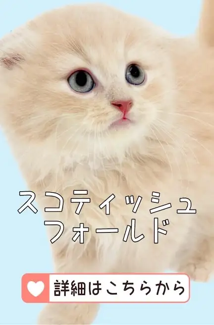 blog-スコティッシュ