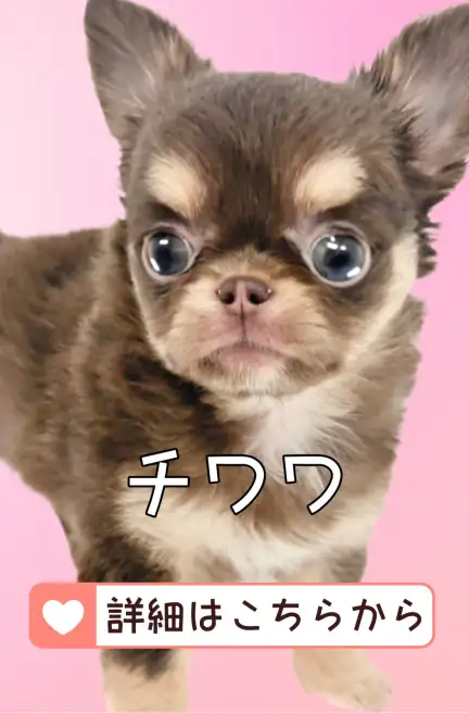 blog-チワワ