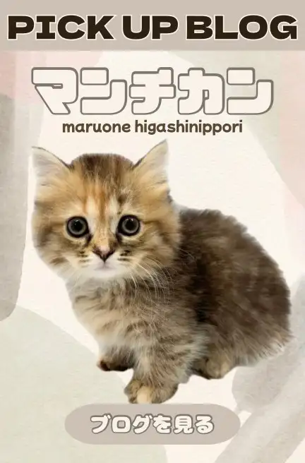 東日暮里-マンチカン
