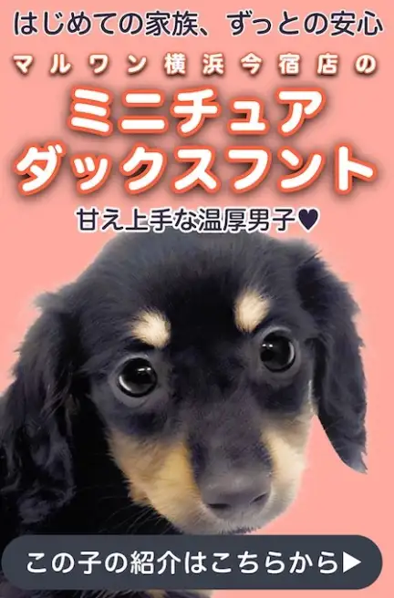 ダックススライド