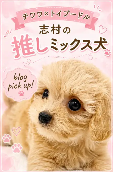 チワプー