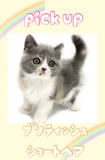 ブリ