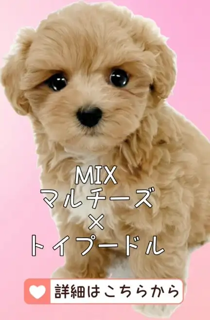 鶴見店-MIX（マルプー）