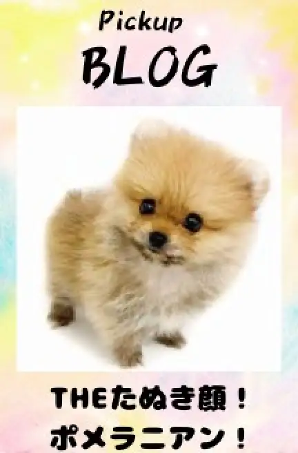 ぽめ