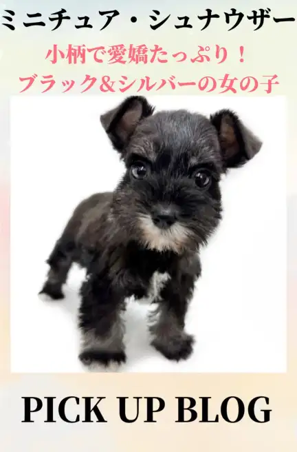 ミニチュア・シュナウザーブログ