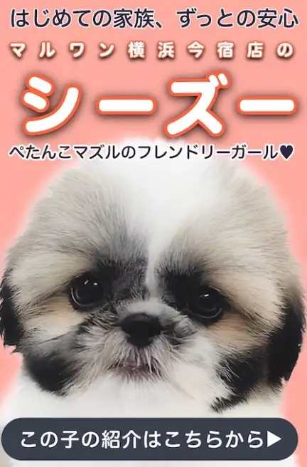 シーズースライド