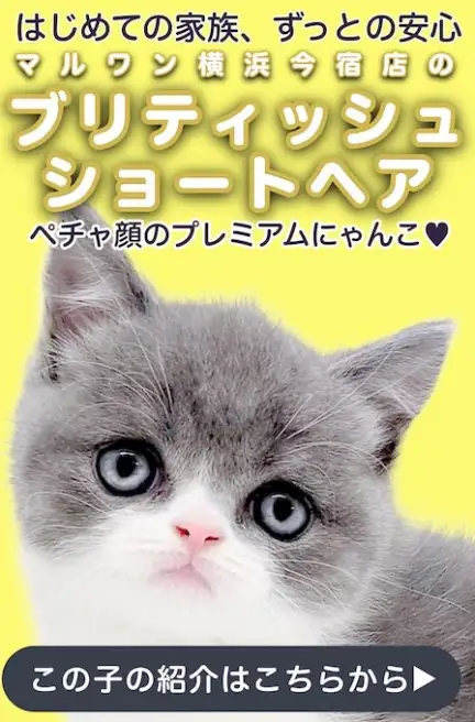 ブリティッシュスライド