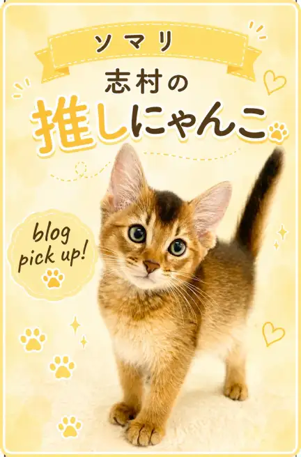 ソマリ