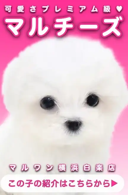 マルチーズ