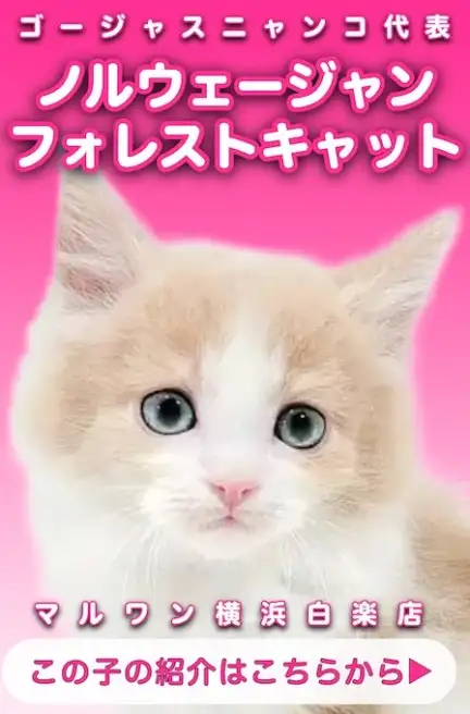 ノルウェージャン