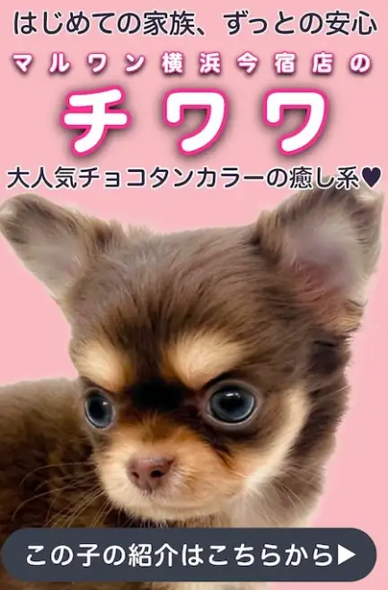 チワワスライド