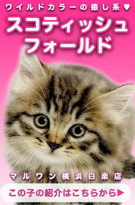 スコティッシュ