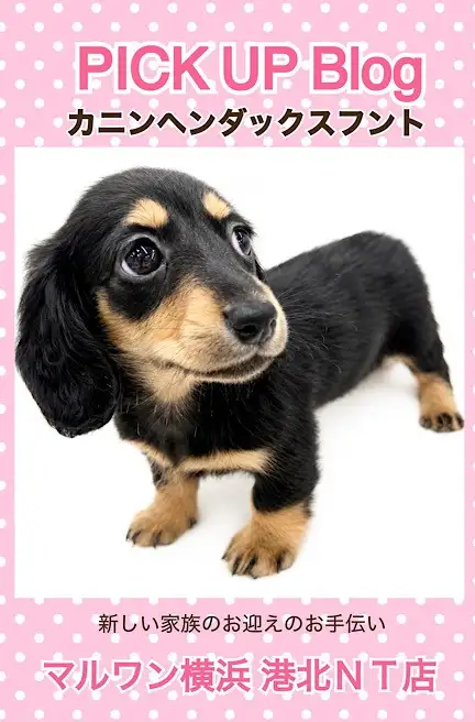 カニンヘン