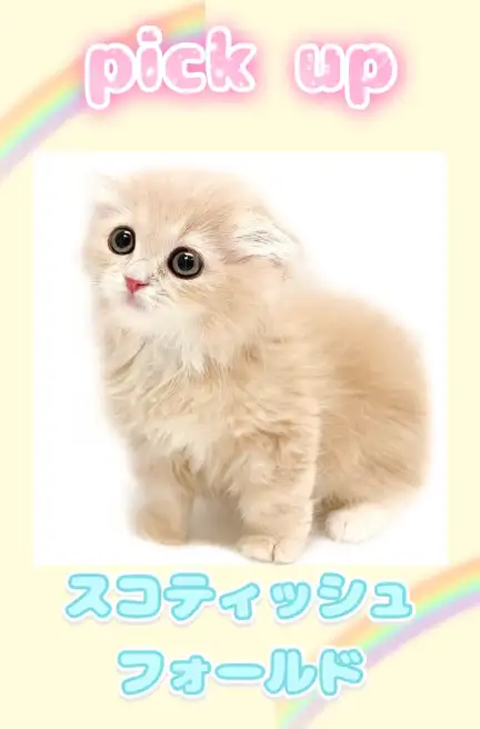 スコ
