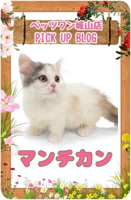【 マンチカン 】見つめられたら虜！短足すぎる癒し系マンチちゃん