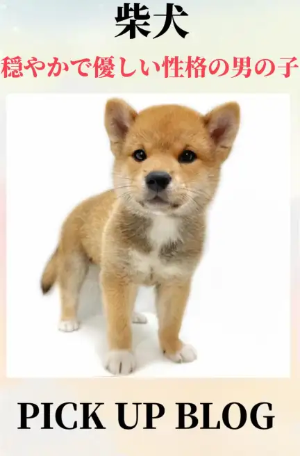 柴犬ブログ