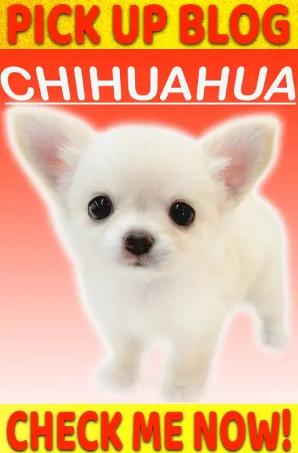 チワワ