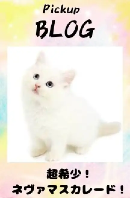 ネヴァマスカレード
