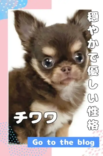 blog-チワワ