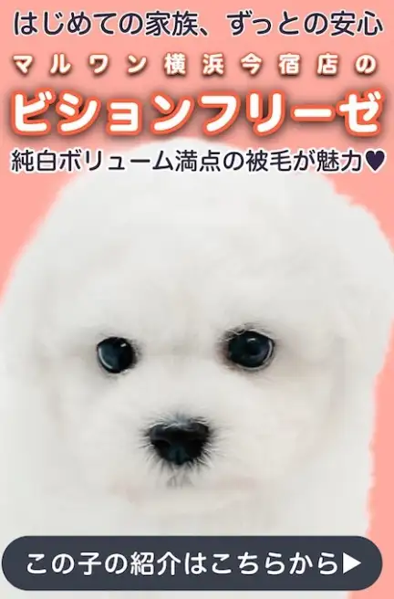 ビションスライド