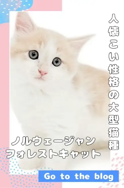 blog-ノルウェージャンフォレストキャット