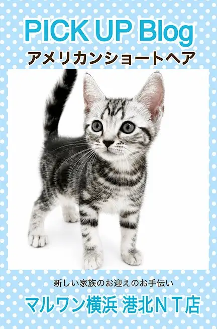 アメショ