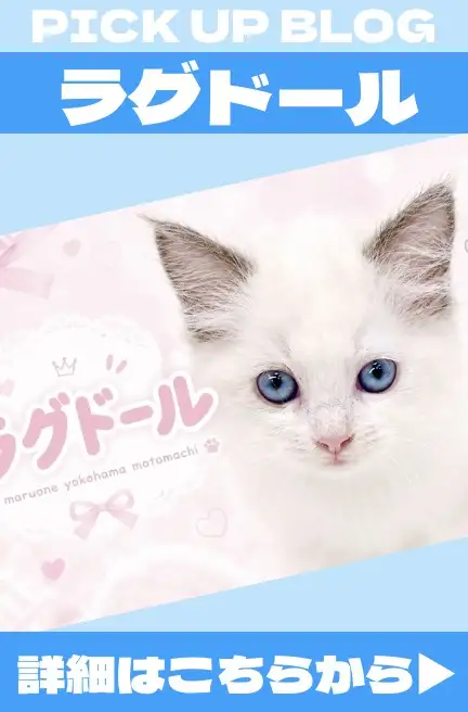 バナー猫1