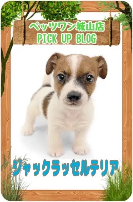 【 ジャックラッセルテリア 】一目惚れ注意！超キュートなジャックちゃん