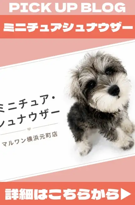 バナー