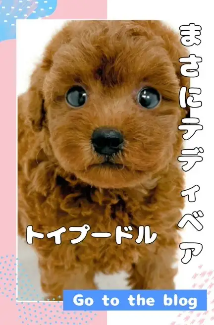 鶴見店BLOGートイプードル
