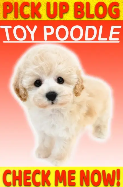 トイプー