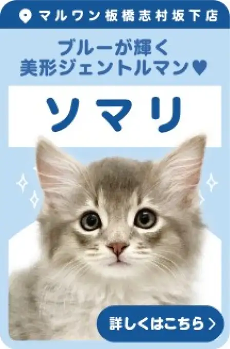 志村坂下店おすすめベイビーソマリ