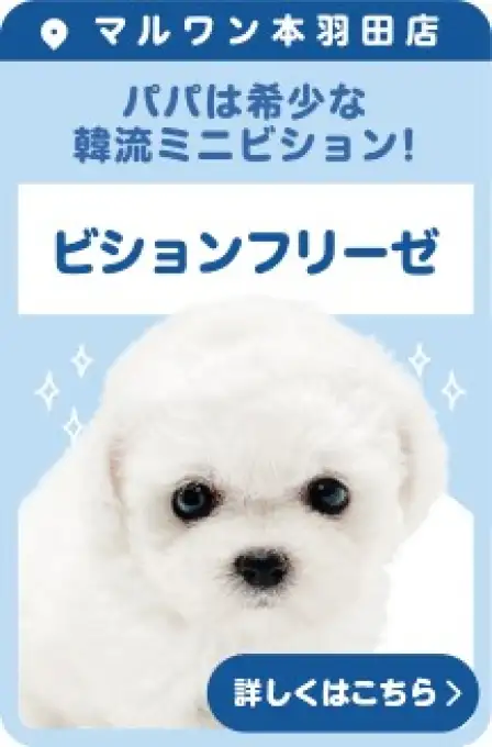 本羽田店おすすめベイビービションフリーゼ