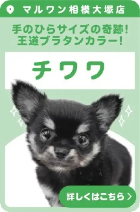 相模大塚店おすすめベイビーチワワ