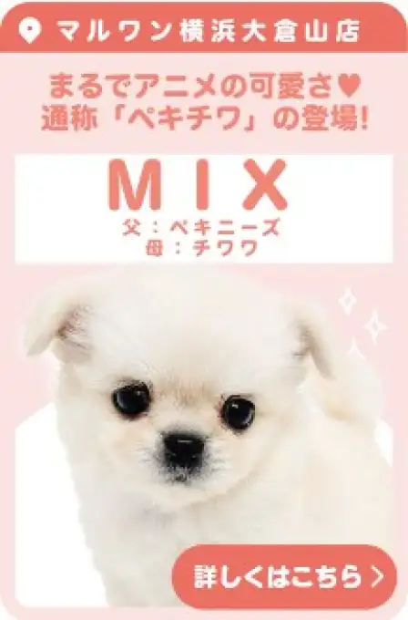 大倉山店おすすめベイビーMIX