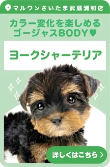 武蔵浦和店おすすめベイビーヨークシャーテリア