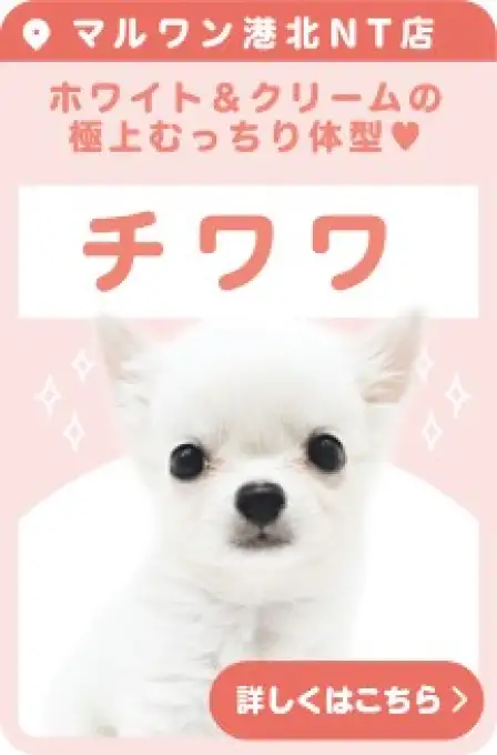 港北NT店おすすめベイビーチワワ