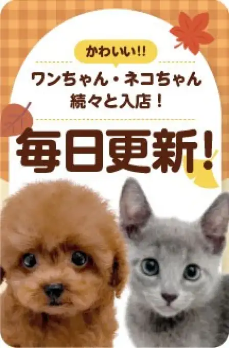 毎日更新スライド