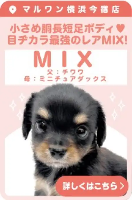 今宿店おすすめベイビーMIX
