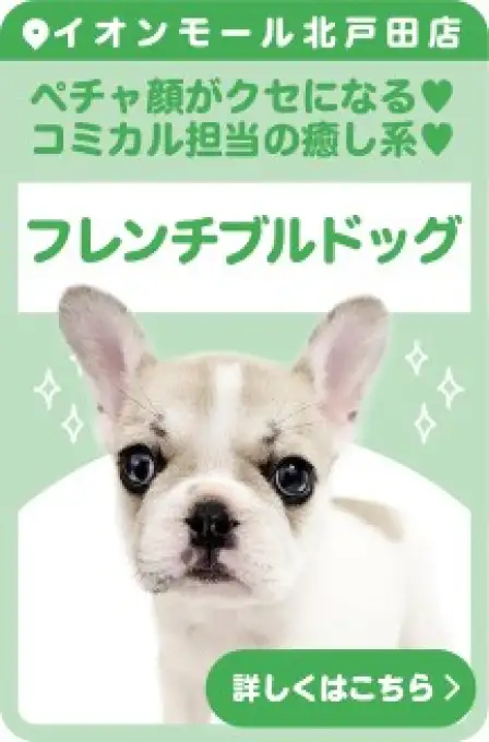 北戸田店おすすめベイビーフレンチブルドッグ