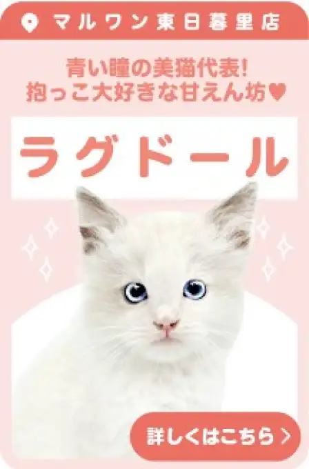 東日暮里店おすすめベイビーラグドール